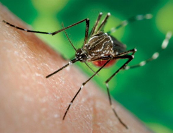Fiebre Chikungunya, una enfermedad vírica presente en el mundo